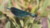 IMG_7449 Calopteryx virgo female